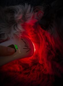 Lichttherapie mit Photizo bei einem Hund zuhause zur Unterstützung der Heilung