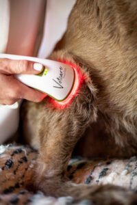 Anwendung von Photizo Vetcare am Knie eines Hundes zur Unterstützung der Wundheilung